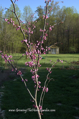 redbud tree in bloom