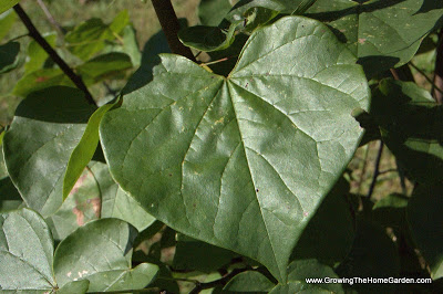 redbud leaf-tree leaf identification