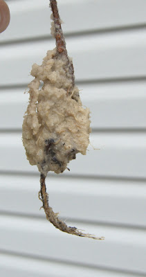 roots on birch - propagating birch trees from cuttings