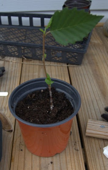 Root birch tree from cutting