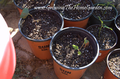 Birch trees from cuttings