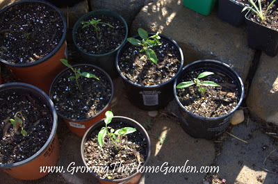 pyracantha rooted from cuttings