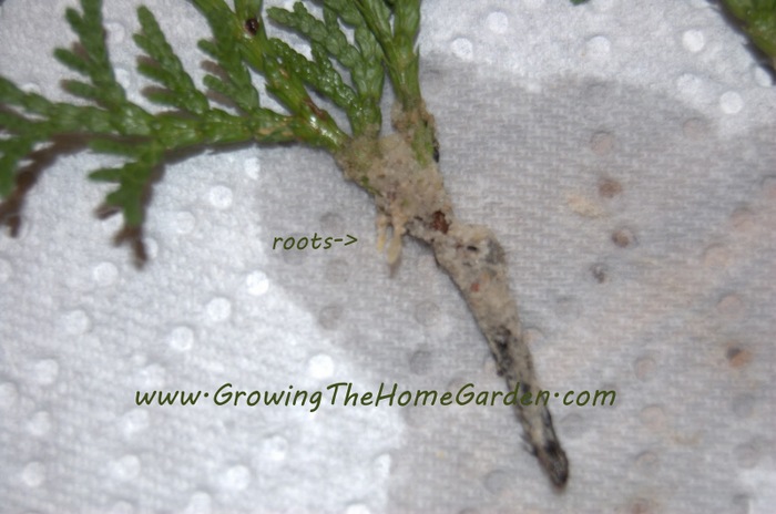 rooting arborvitae