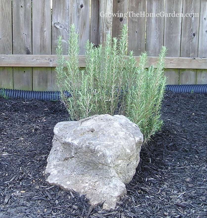 rosemary