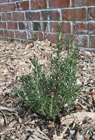 Rosemary Next to Brick wall