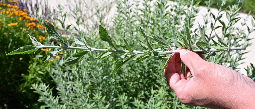 Russian Sage Cutting