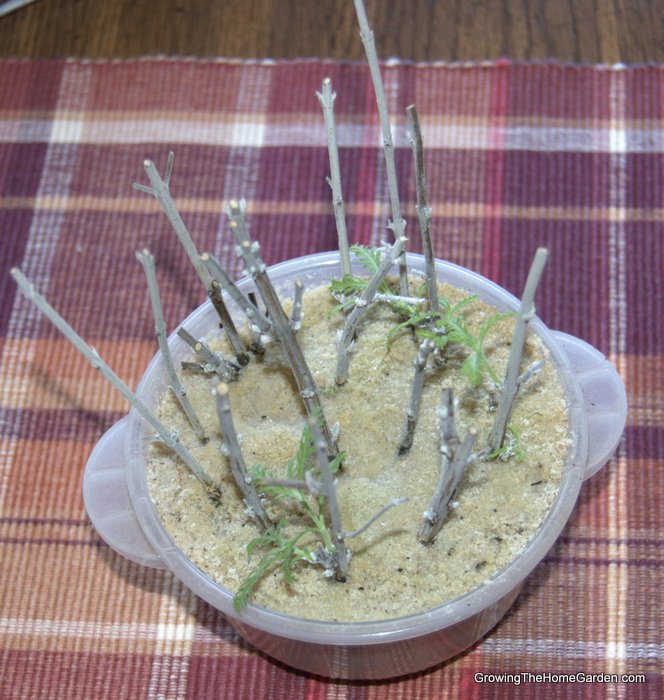Russian sage hardwood cuttings