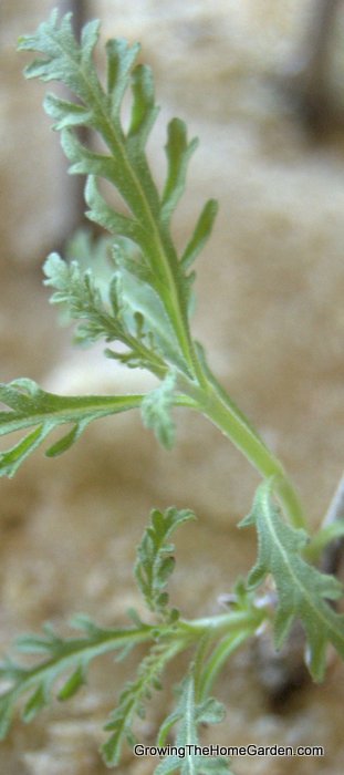 Russian sage hardwood cuttings leafing out