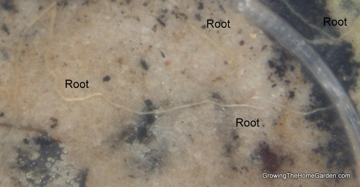 Russian sage hardwood cuttings leafing out roots