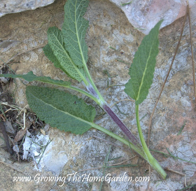 salvia cutting