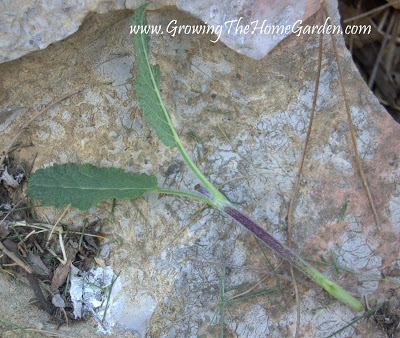 Prepared cutting of salvia with extra leaves removed
