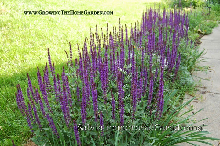 Salvia