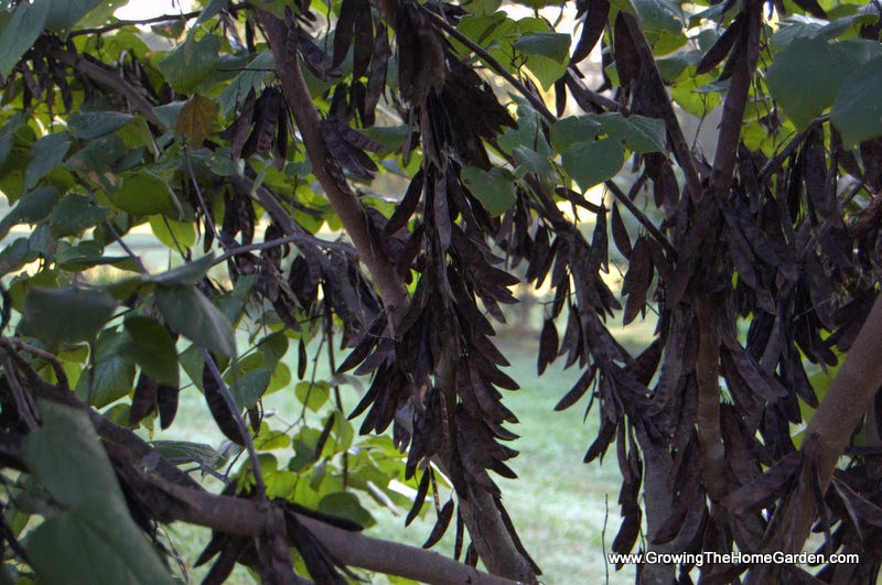 redbud tree with seed pods