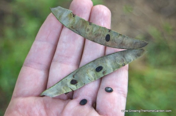 rudbud seeds
