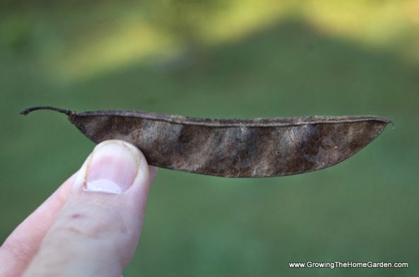 redbud pod