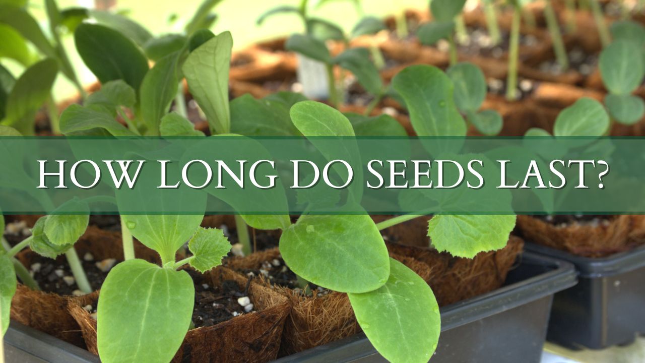 how long do seeds stay viable?