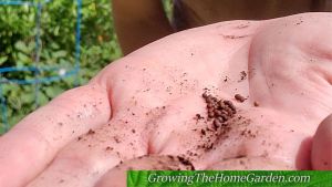 kale seeds - brassica