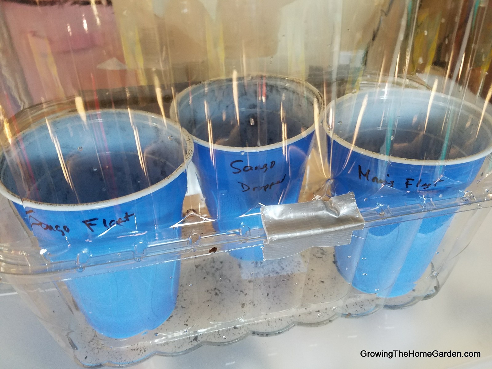 Starting Japanese Maples from Seed (6)
