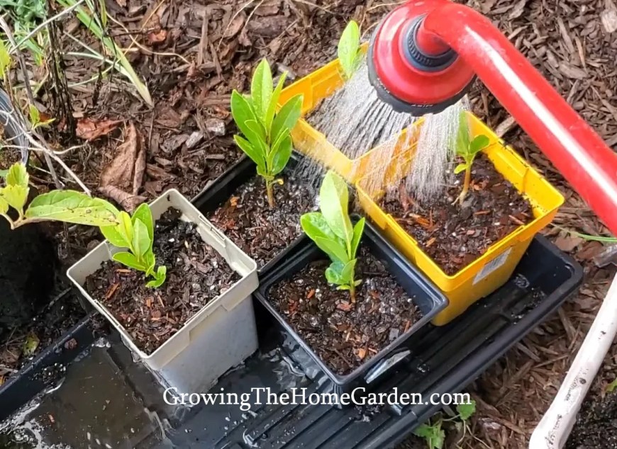 planted magnolia seedlings