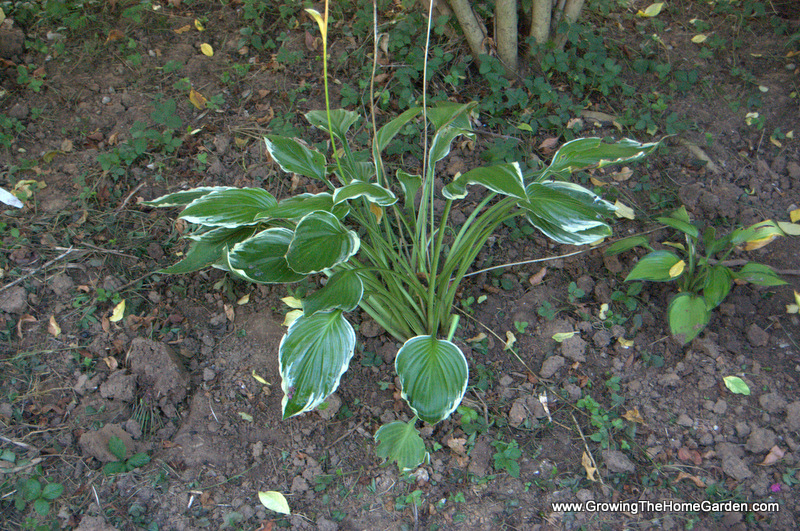 transplanted hosta