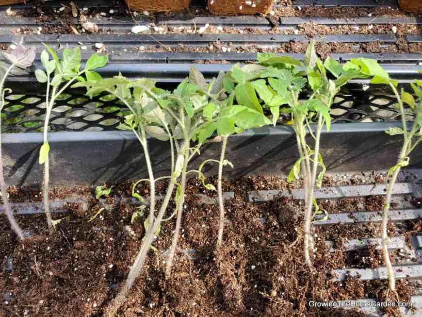 tomato transplants