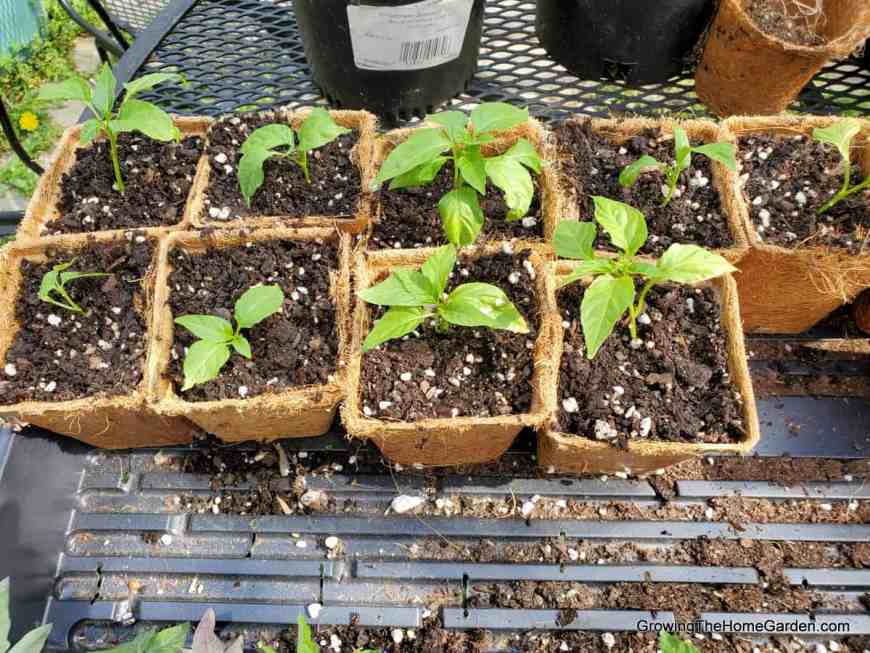 pepper plants transplanted