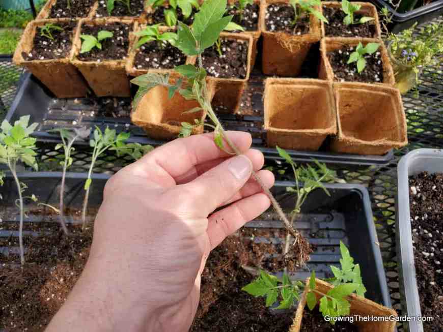 transplant of a tomato