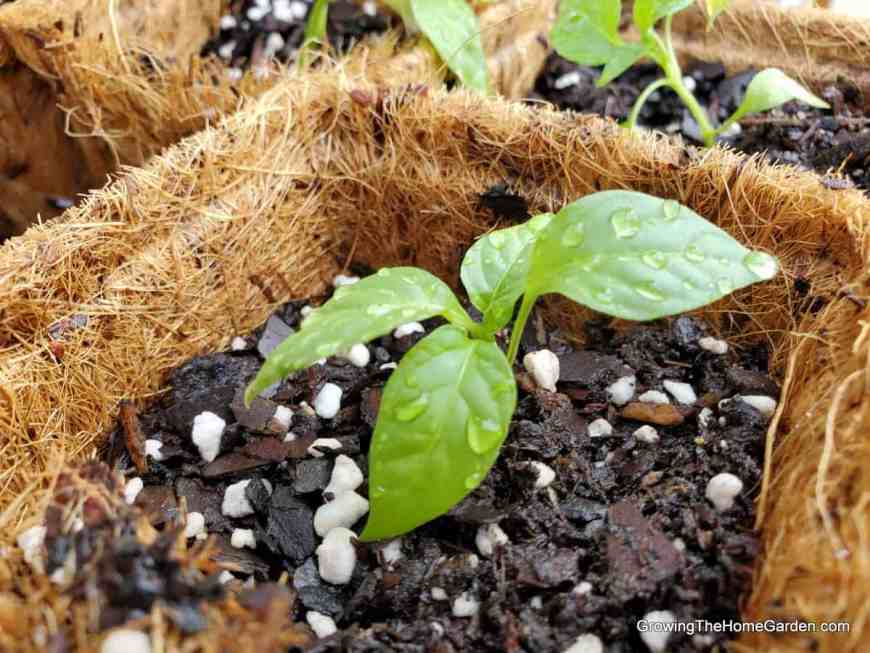 pepper plant in coir pot