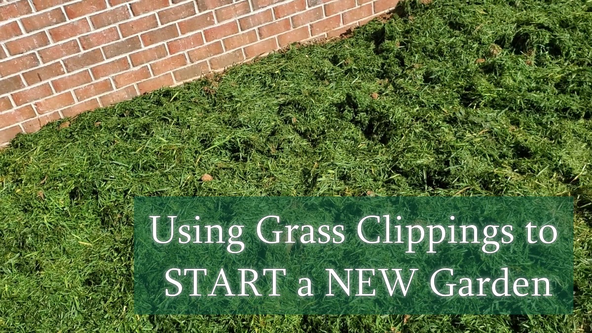grass clippings as a mulch