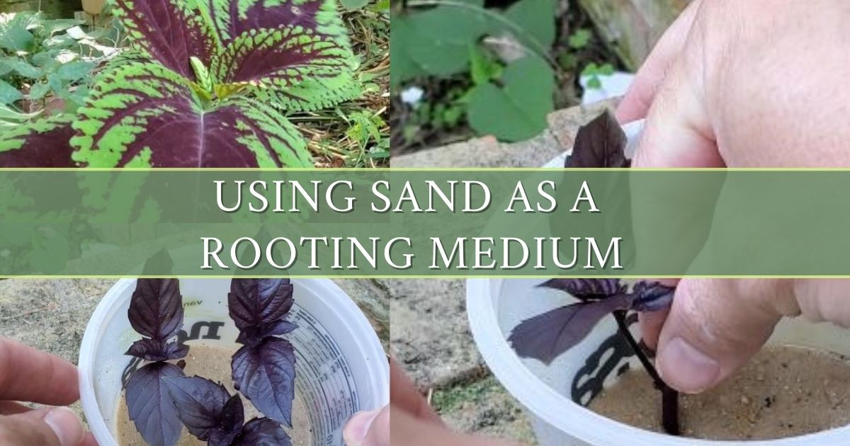 using sand as a rooting medium