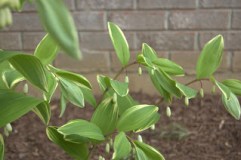 variegate Solomon's seal