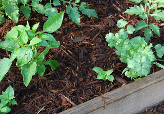 mulch