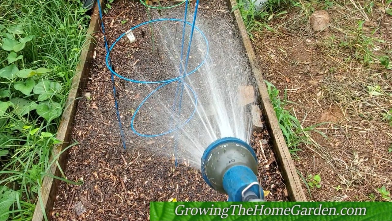 watering the garden