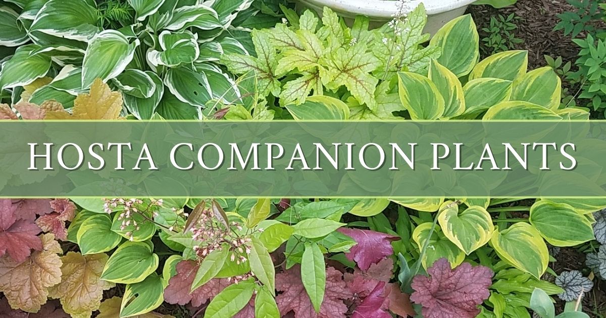 What plants you should grow with hosta