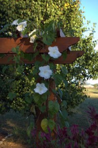arbor with moonflower