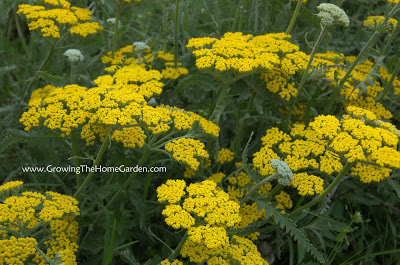 Yarrow, Yellow Achillea