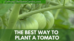 best way to plant a tomato in the home garden