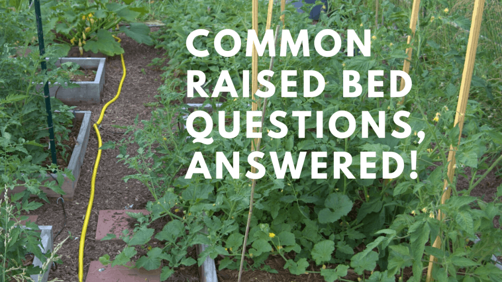 raised bed garden questions answered tips