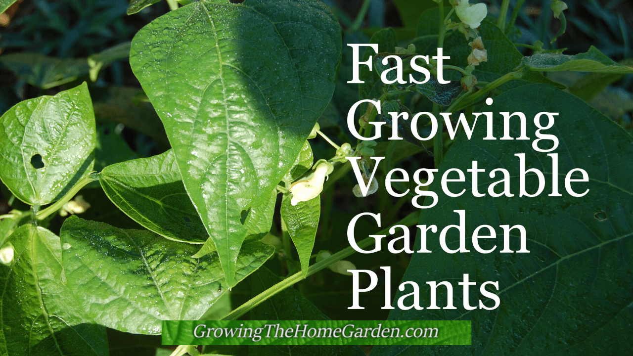 Fast Growing Vegetable Garden Plants