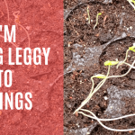 How to Fix Leggy Seedlings