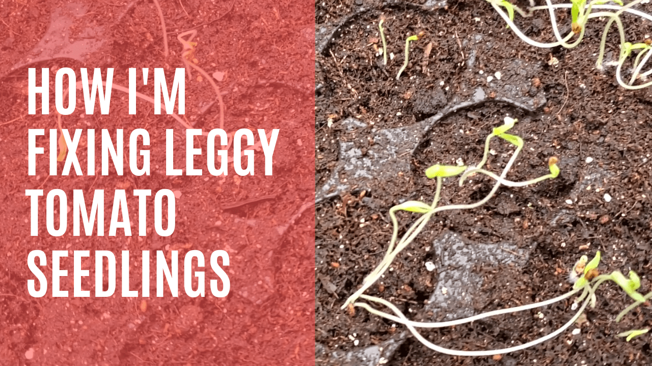 How to Fix Leggy Seedlings