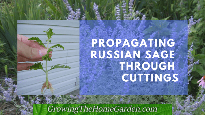 How to Propagate Russian Sage from Cuttings