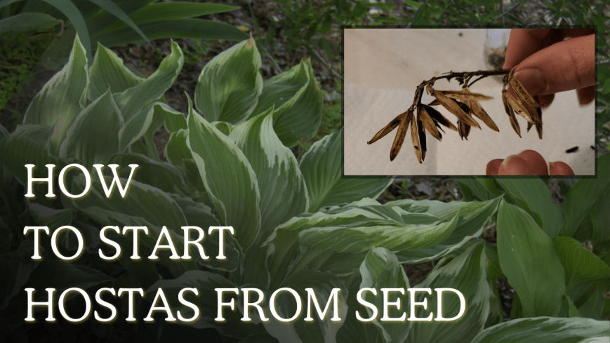 How to grow hostas from seed