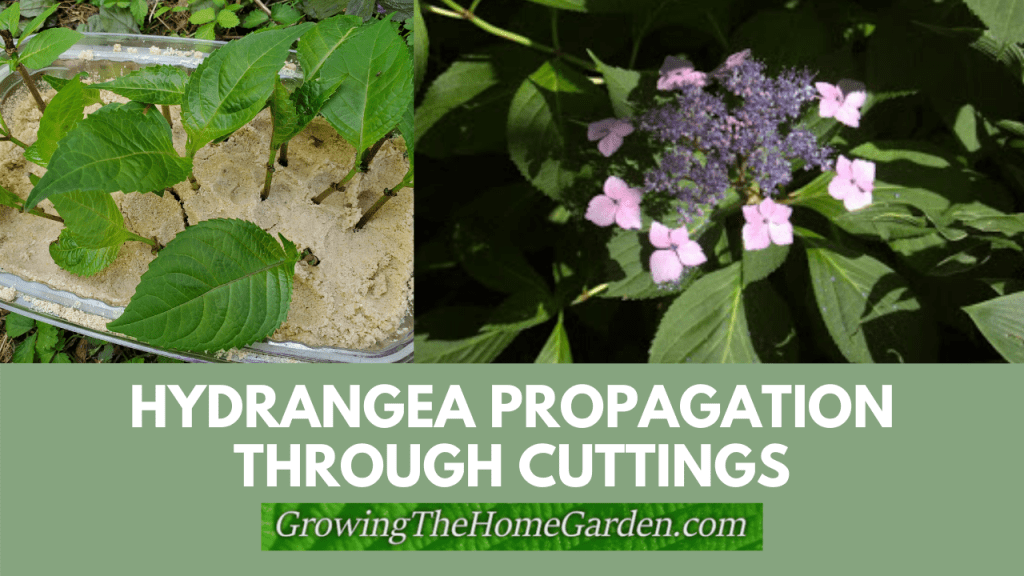 hydrangea propagation through cuttings