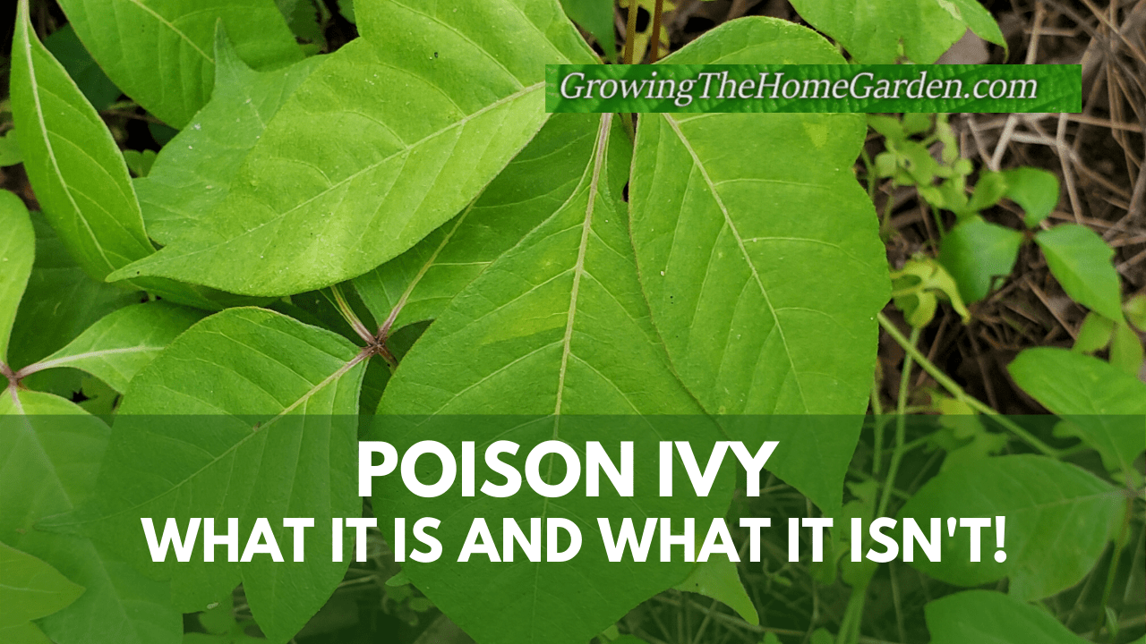 Poison Ivy Leaves of three