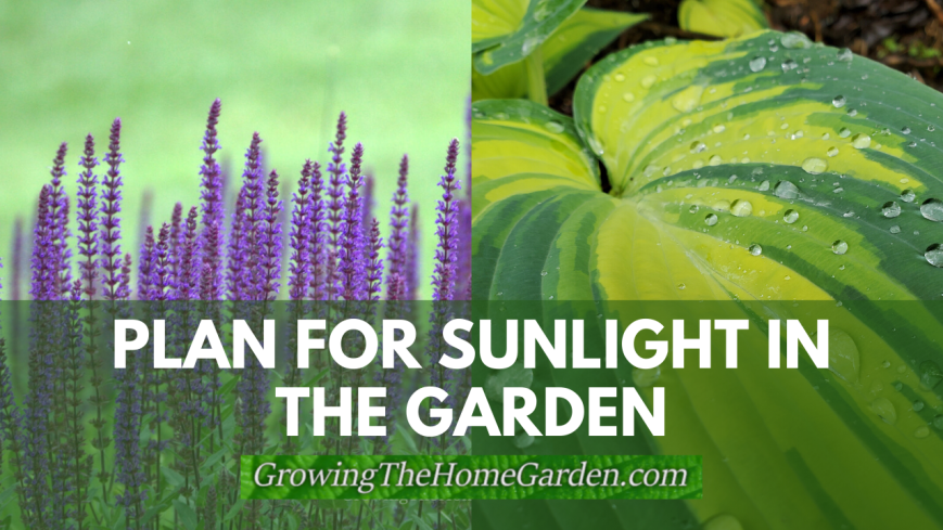 plan for sunlight in the garden