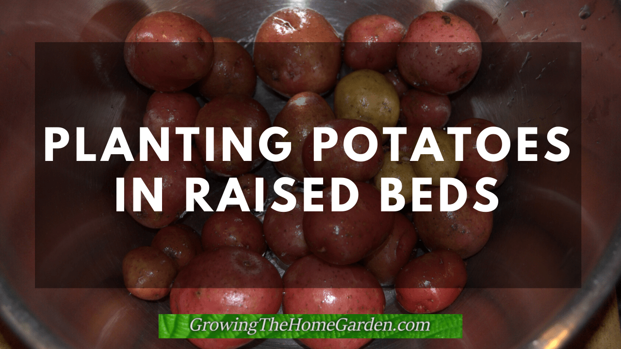 planting potatoes in raised beds
