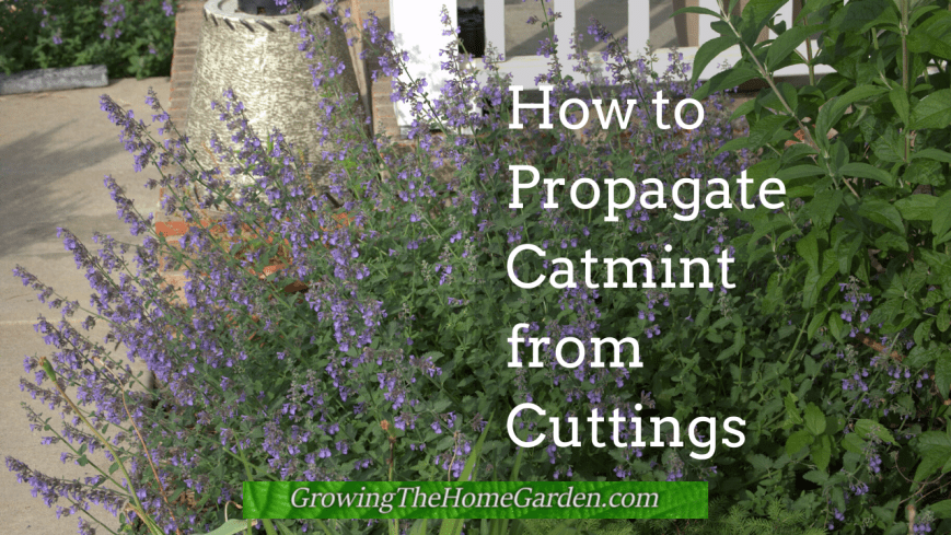 Propagating Catmint from Cuttings