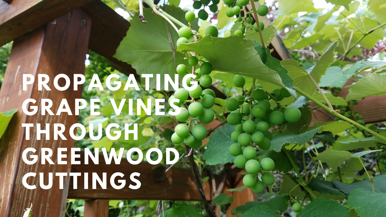 propagating grape vines through greenwood cuttings