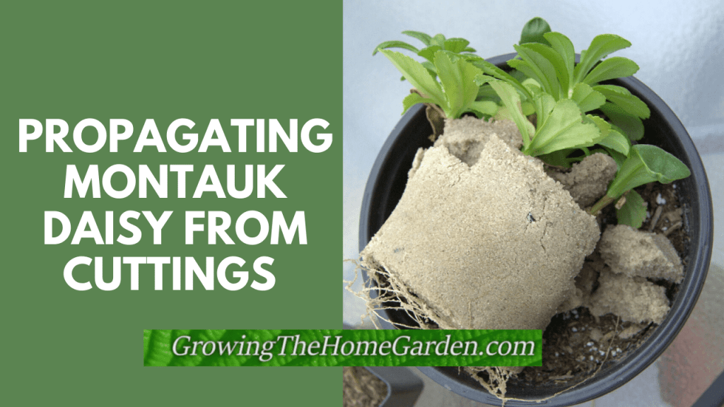 propagating Montauk daisy from cuttings